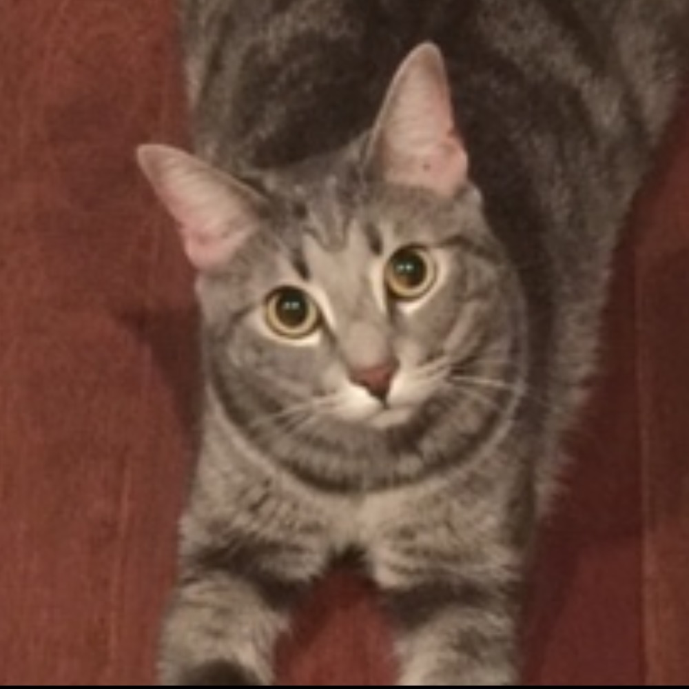 Meet your Posher, Kim